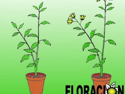 Nutrientes Esenciales para una Floración Abundante: Optimiza el cultivo