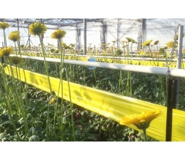 ROLLO AMARILLO 100 M X 30 CM Trampa adhesiva Econex