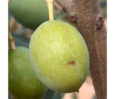 Mosca del olivo