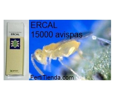 Ercal 15000 Eretmocerus Eremicus