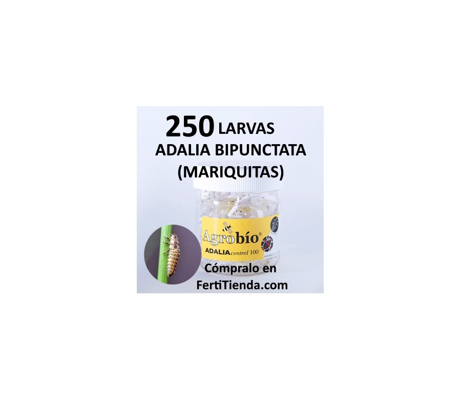 ADALIAcontrol 250 Larvas mariquita bipunctata (pulgón) - Agrobío