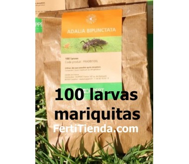 Aphidalia Green-L - 100 Larvas mariquita