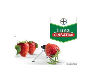Luna Sensation, 1L (fungicida Bayer)