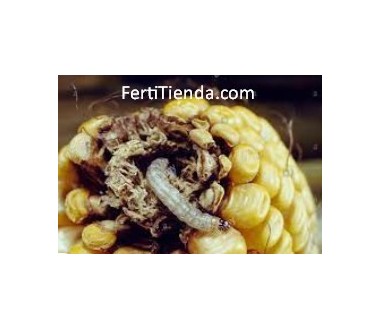 Feromona OSTRINIA (PYRAUSTA) NUBILALIS - hybrid (taladro del maíz)  40 DÍAS