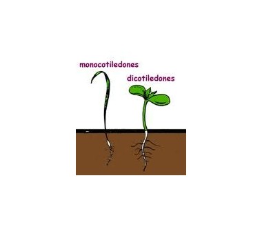 Herbicida monocotiledóneas dicotiledoneas