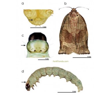 Feromonas CHORISTONEURA ROSACEANA (40 días) Econex