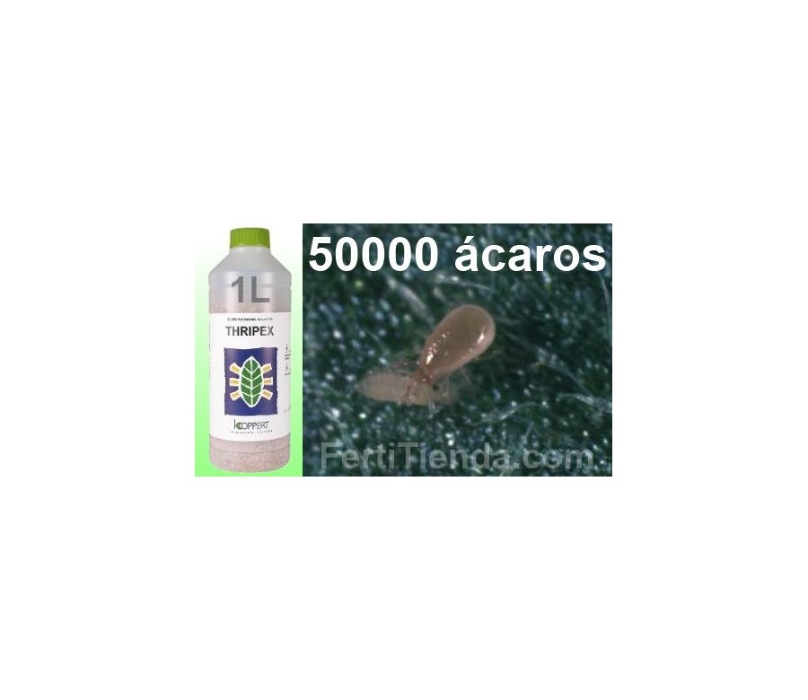 Thripex 50000 - Amblyseius cucumeris