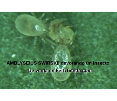 AMBLYSEIUS SWIRSKII