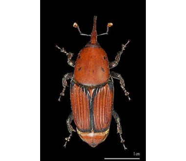 escarabajo picudo palmera