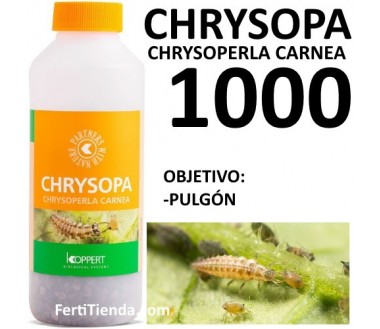 Chrysopa 1000 - Chrysoperla carnea