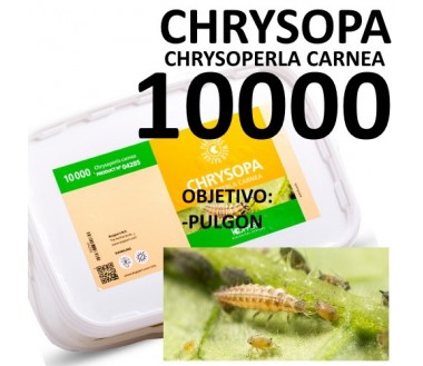Chrysopa 10000 - Chrysoperla carnea