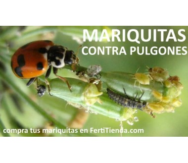 Hippodamia 250 larvas - Mariquitas contra pulgón