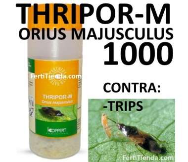 Thripor-M Orius Majusculus 1000 (contra trips)