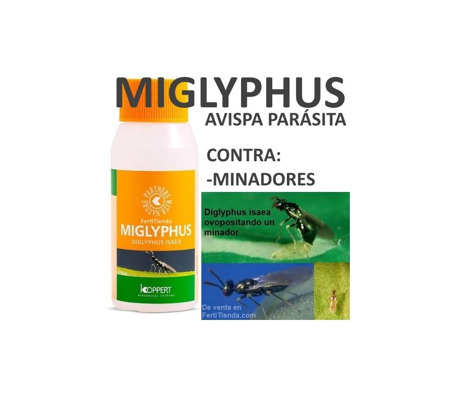 Miglyphus 500 - Diglyphus isaea