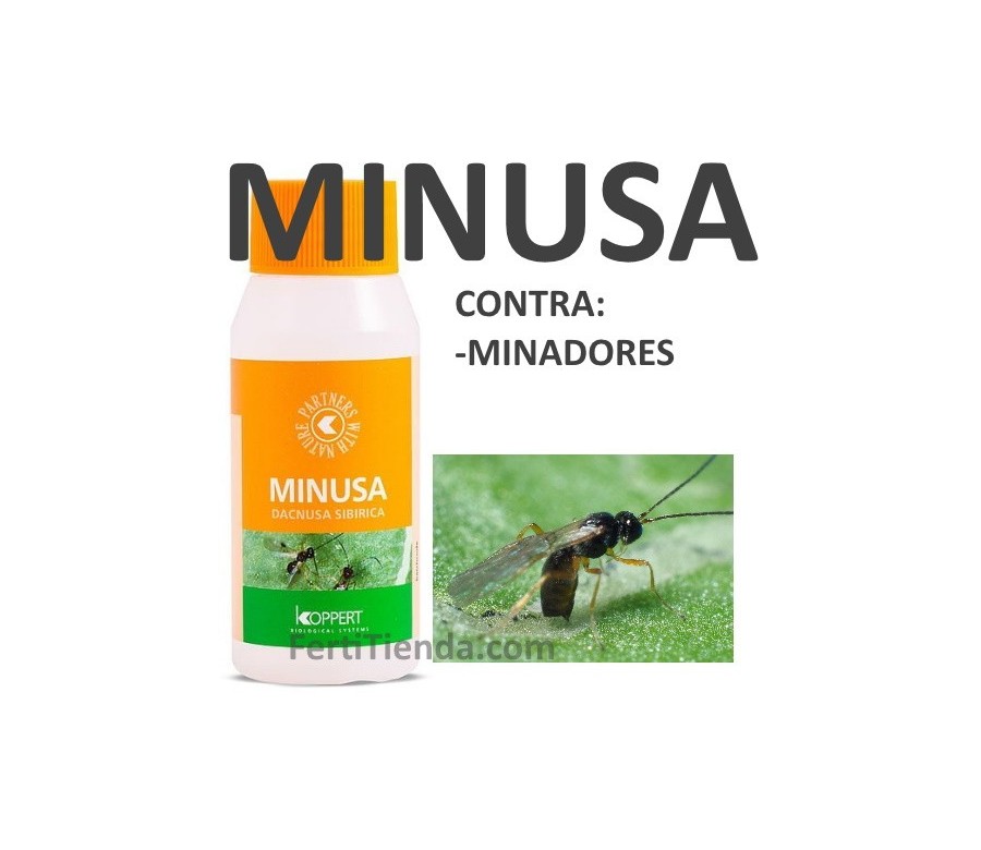 Minusa 500 - Dacnusa sibirica