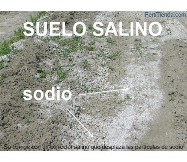 suelo salino