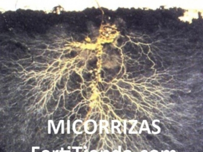 Qué son las micorrizas?
