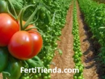Fertilizantes para Tomate: Guía Completa para un Cultivo Exitoso