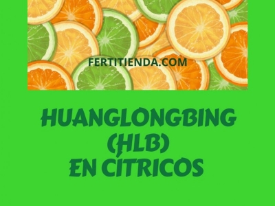 Huanglongbing (HLB) en Cítricos: Todo lo que Necesitas Saber