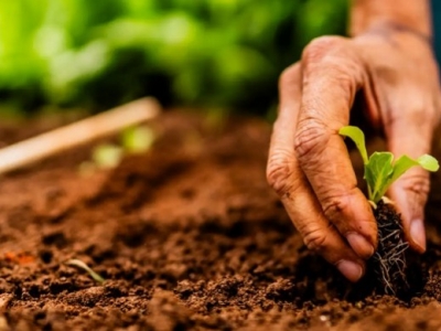 Quelatos de micronutrientes en agricultura profesional