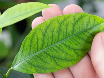 Eliminar clorosis en cítricos con hierro EDDHA