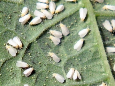 Cómo eliminar la mosca blanca de forma natural y sin residuos